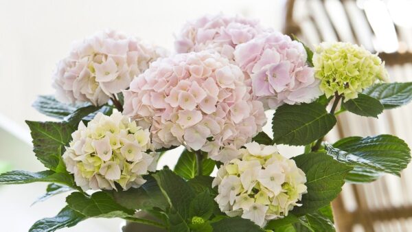 ハイドランジアの育て方 | 株式会社ハクサン｜花や植物、園芸資材を