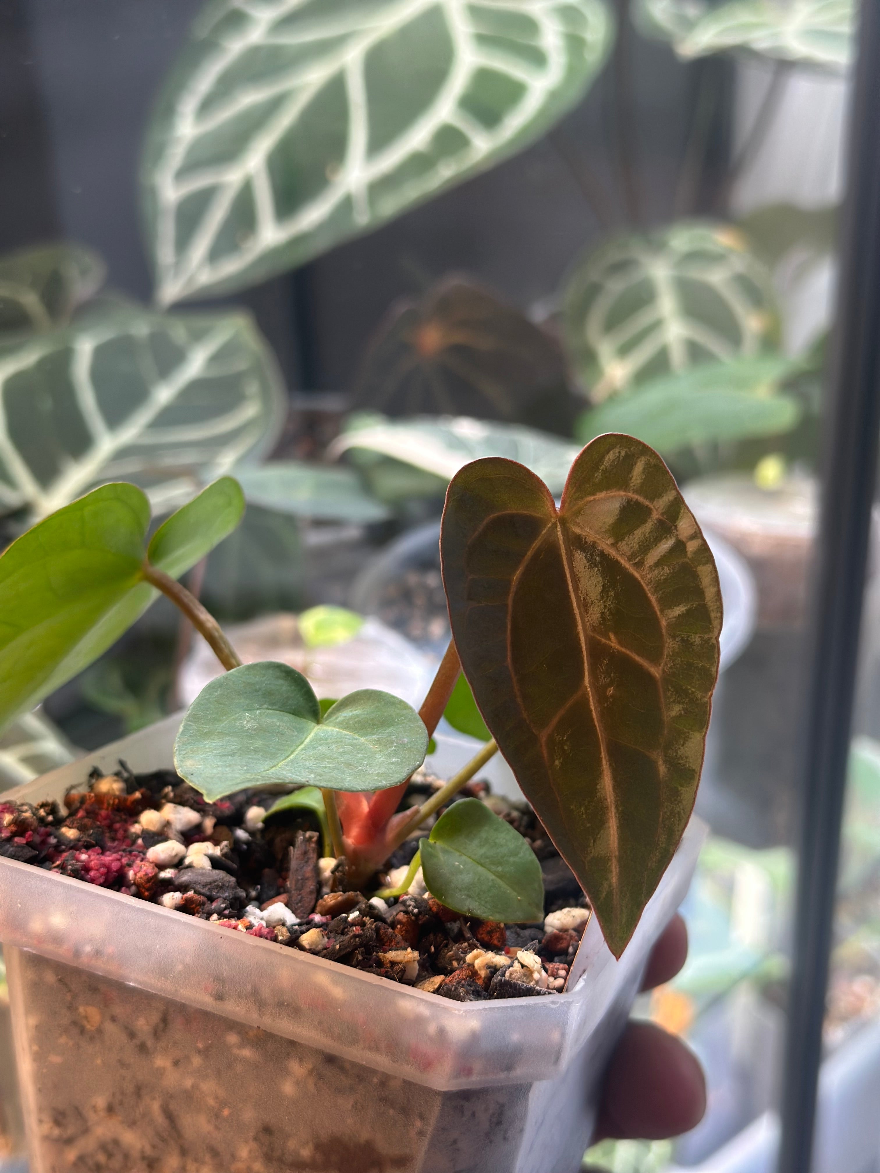 Anthurium Dressleri (NSE) x Carlablackiae AU1 – HappiestPlants
