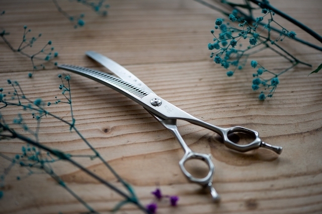 サブスク レンタル ドッグ シザーズ ジャパン コウタロウ(Kotaro