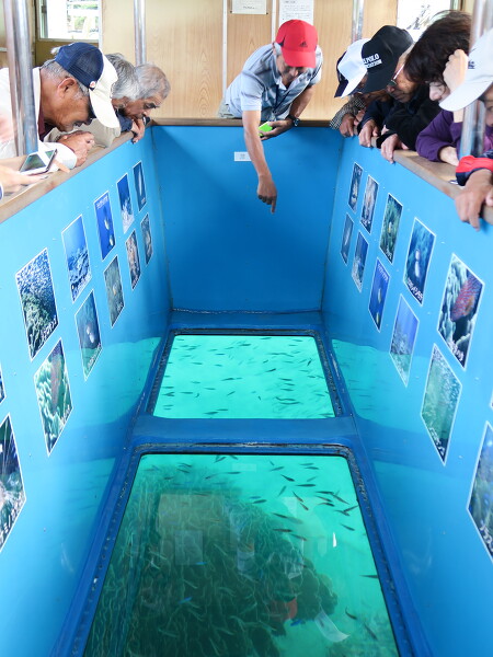 竜串海域公園 グラスボート（竜串観光汽船）｜自然体験｜はた旅（公式