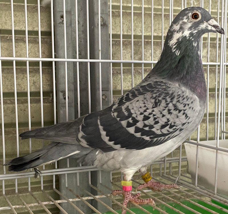 レース鳩モールオークション - 出品鳩「19HA09779 BC