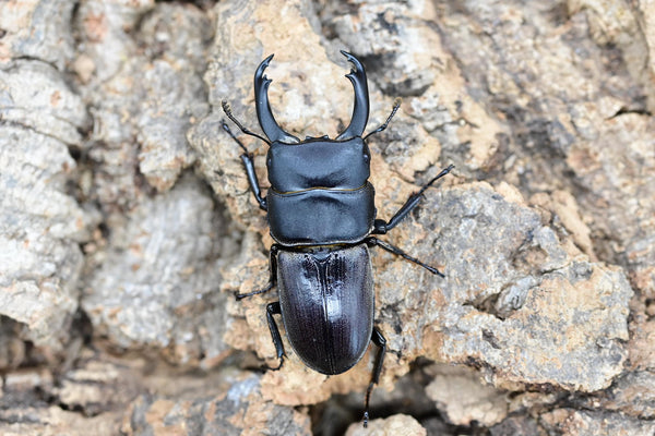 WILD ドルクス・ケルブス – HAWAIIAN BEETLE