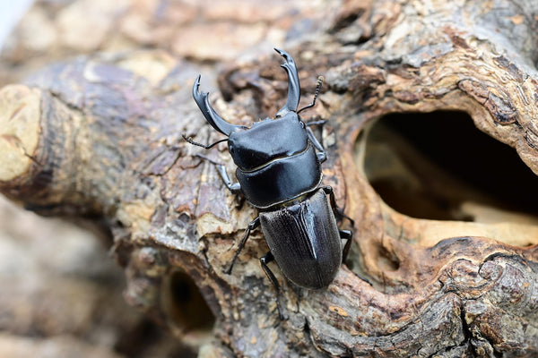 WILD ドルクス・ケルブス – HAWAIIAN BEETLE