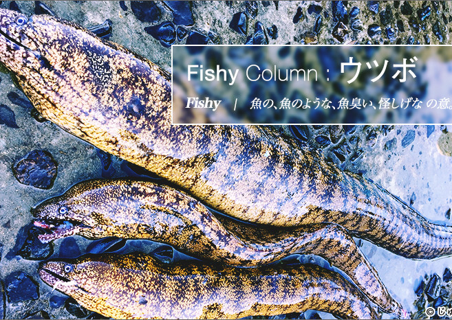 ウツボ | FISHY COLUMN | WEBマガジン HEAT