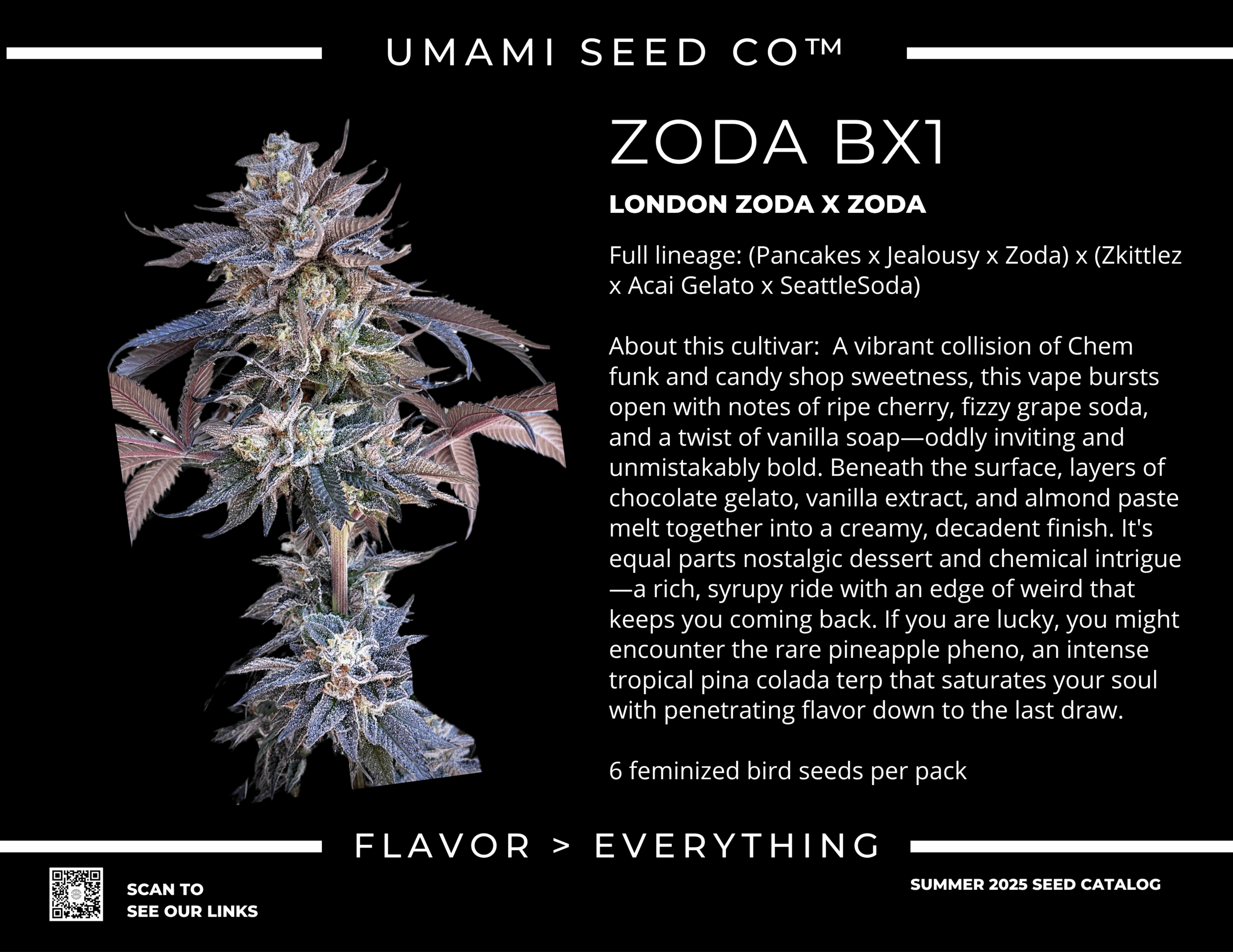 Umami Seeds - Zoda Bx1 - Heritage Seed Bank