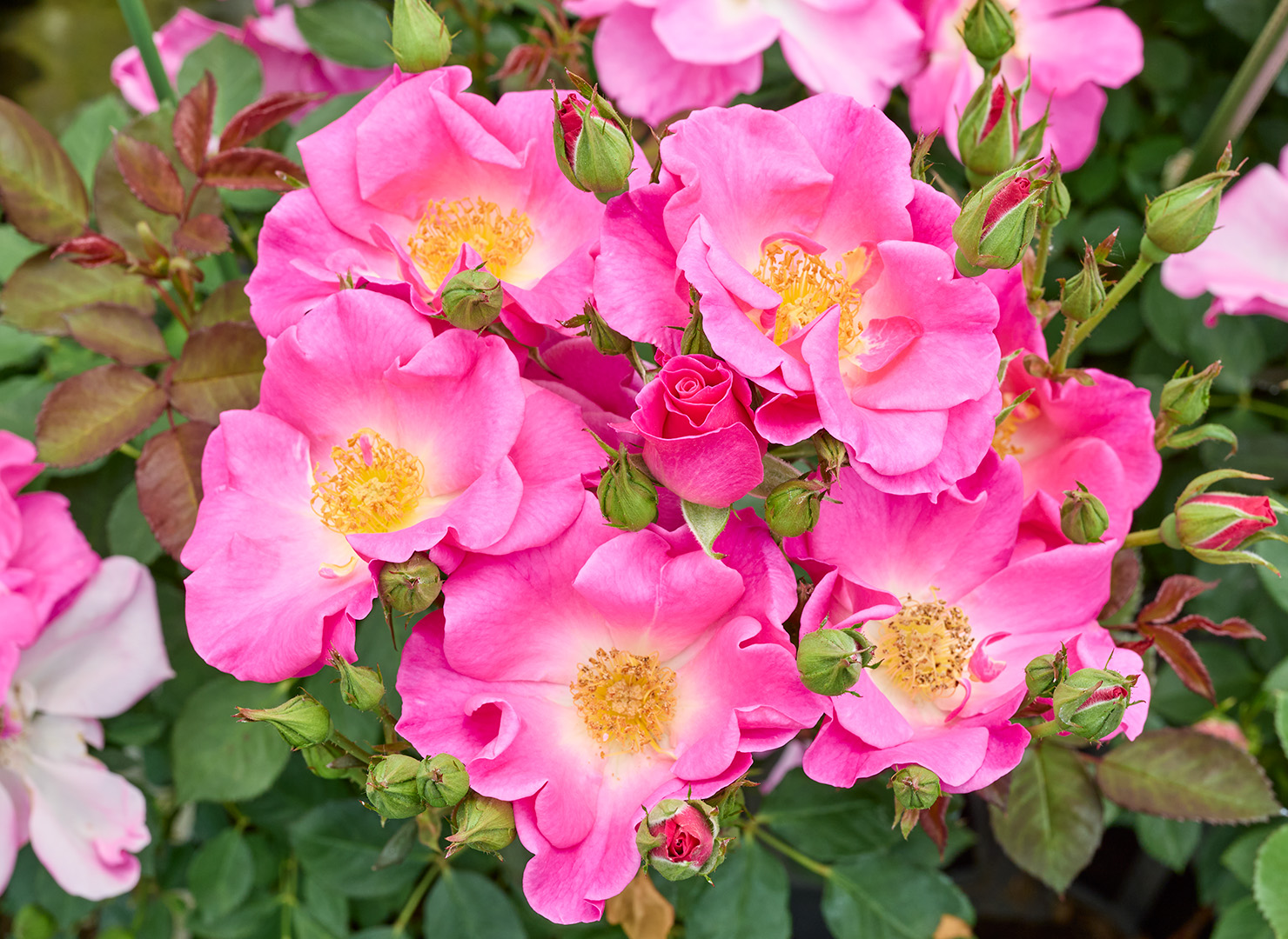 カウンティフェア – County Fair | 姫野ばら園八ヶ岳農場