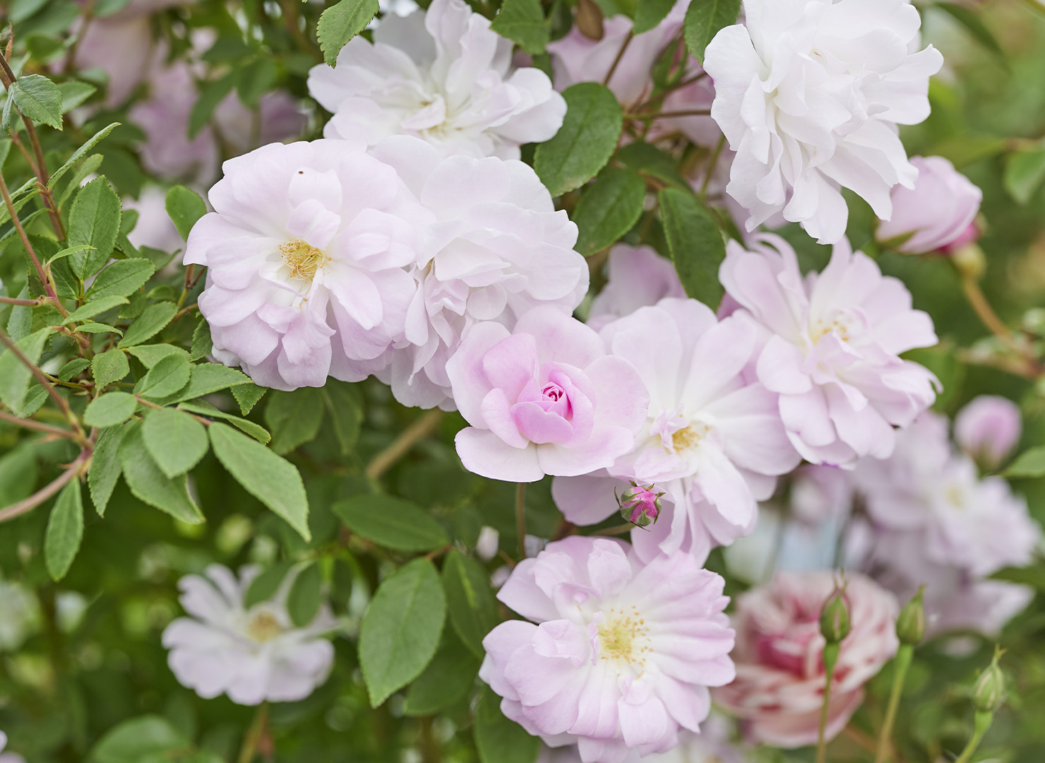 シャンプニーズ ピンク クラスター – Champney's Pink Cluster | 姫