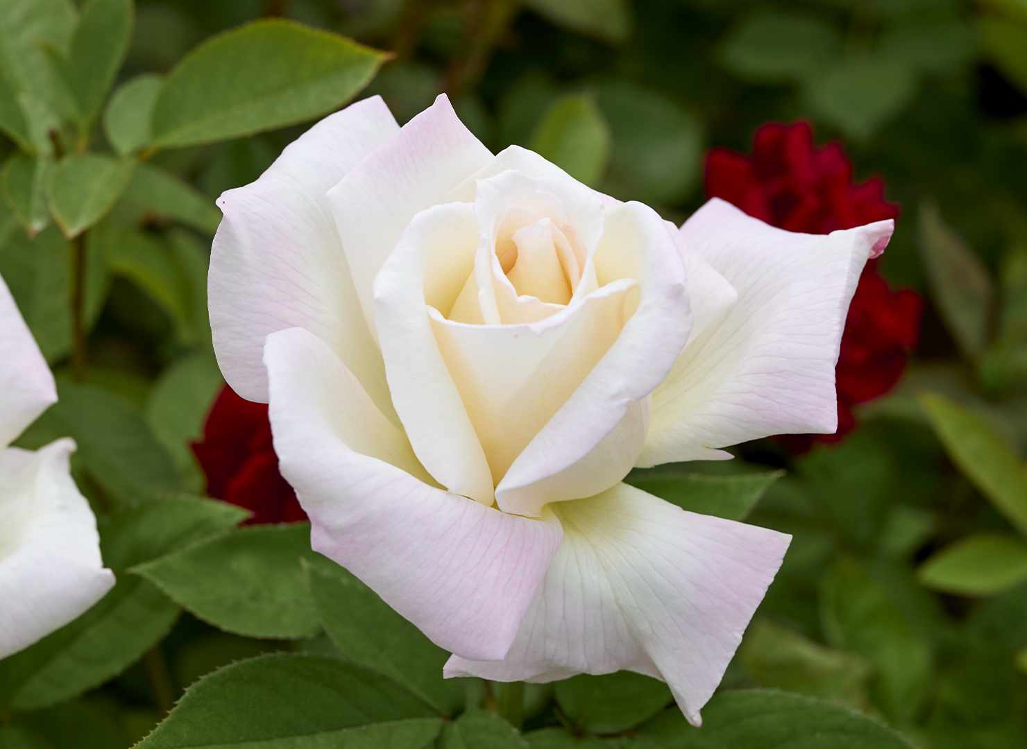 香久山 – Kaguyama | 姫野ばら園八ヶ岳農場