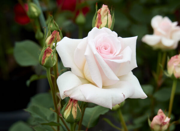 オフェリア – Ophelia | 姫野ばら園八ヶ岳農場