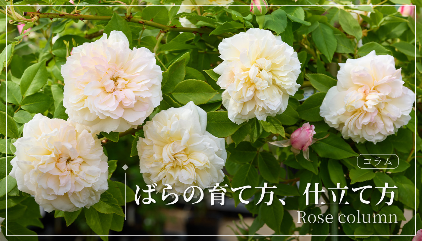 ウィリアム バフィン – William Baffin | 姫野ばら園八ヶ岳農場