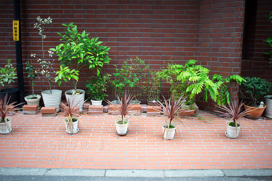 ロシアンホワイトの準広角 Mir-1 37mm F2.8 はFlektogonのコピーレンズ