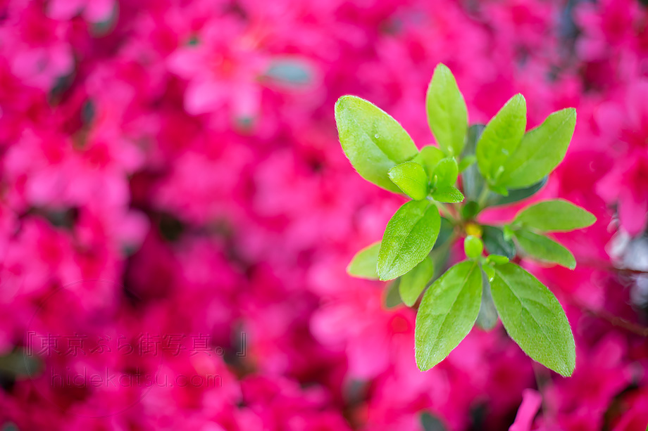 ロシアンホワイトの準広角 Mir-1 37mm F2.8 はFlektogonのコピーレンズ