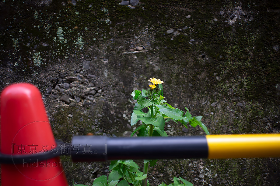 噂通りの名玉 色乗りの良さとシャープな線のフレクトゴン Carl Zeiss