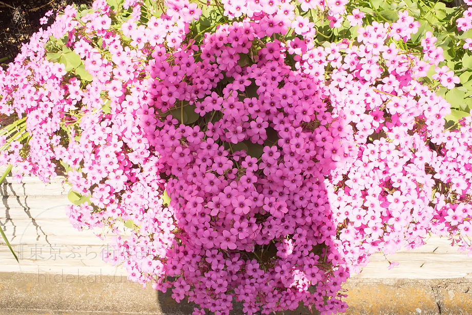 絵画的描写のクルタゴンとレトロ感の演出を試みる Schneider Curtagon