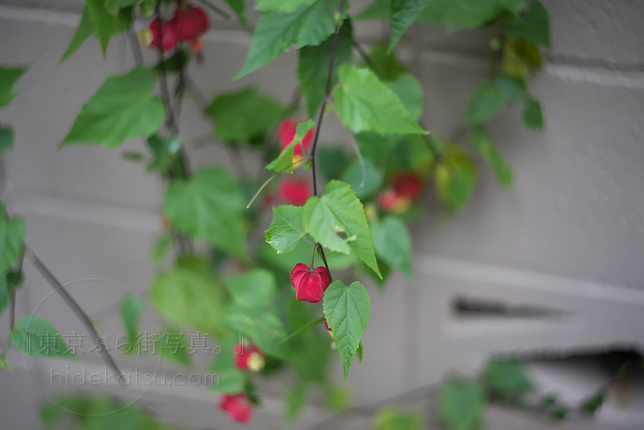 豪快なぐるぐるボケ HELIOS 44-2 58mm ロシアのオールドレンズの大御所