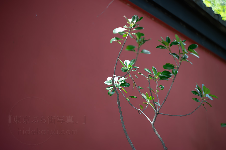 ぐるぐるボケのHELIOS 44-2 58mm F2.0 頼もしいロシアンレンズの汎用性