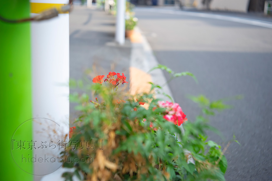 Schneiderの子会社の実力を探る Isco-Göttingen Iscovitar 50mm F2.8