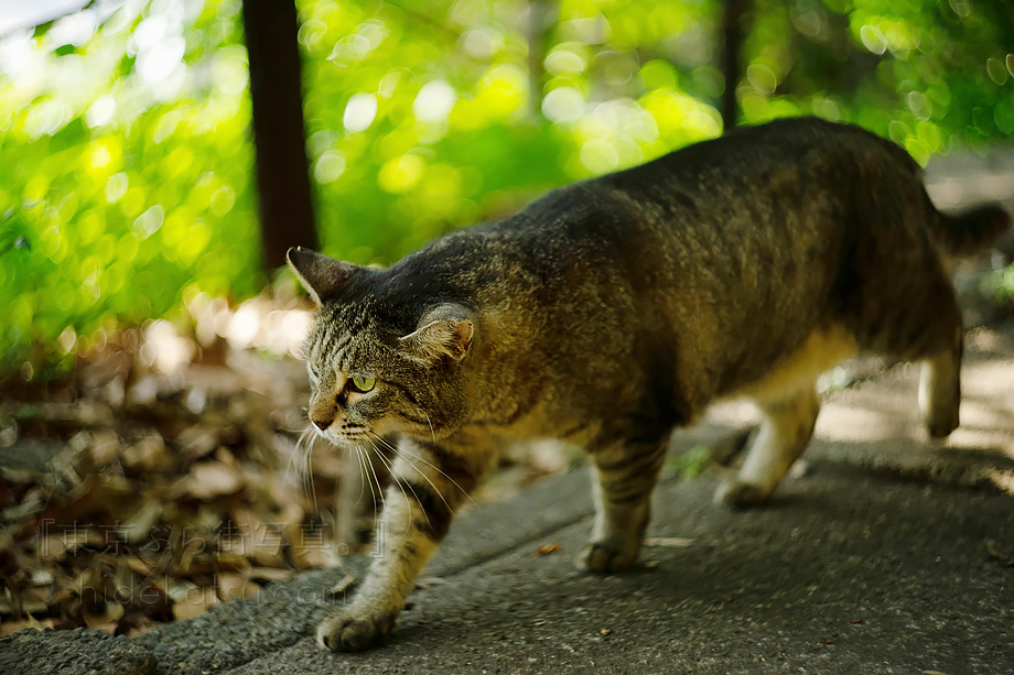 豪快なぐるぐるボケ HELIOS 44-2 58mm ロシアのオールドレンズの大御所