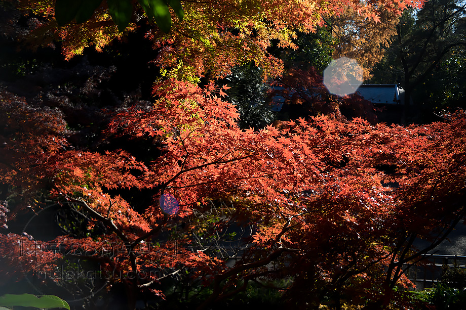 メイヤーの黄金期を垣間見られる準広角のPrimagon F4.5 35mm in 調布