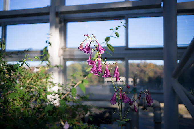 メイヤーの黄金期を垣間見られる準広角のPrimagon F4.5 35mm in 調布