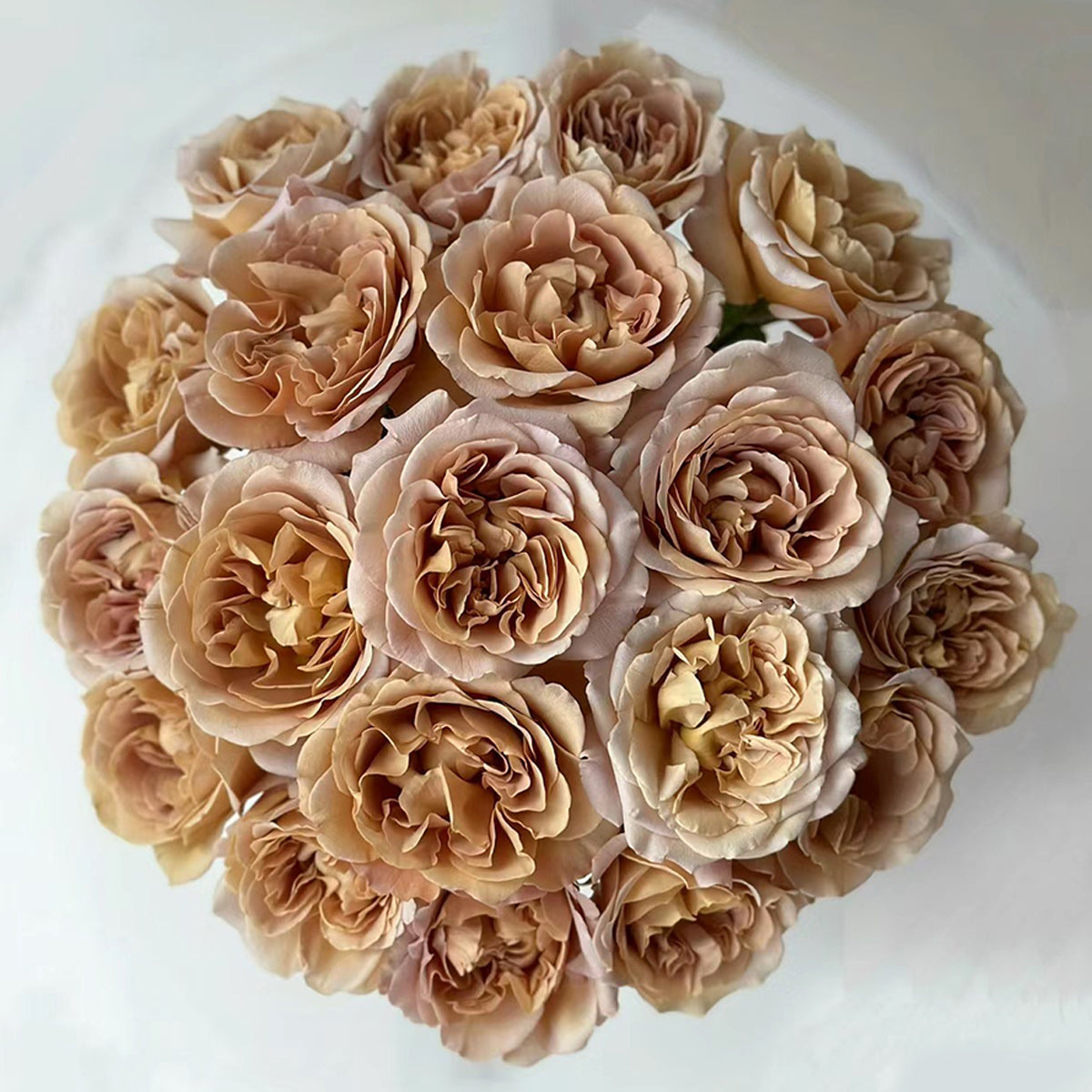 Cafe Latte Dutch Florist Shrub Rose – Highgarden Roses