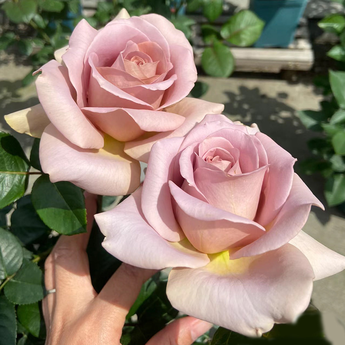 Cafe Latte Dutch Florist Shrub Rose – Highgarden Roses