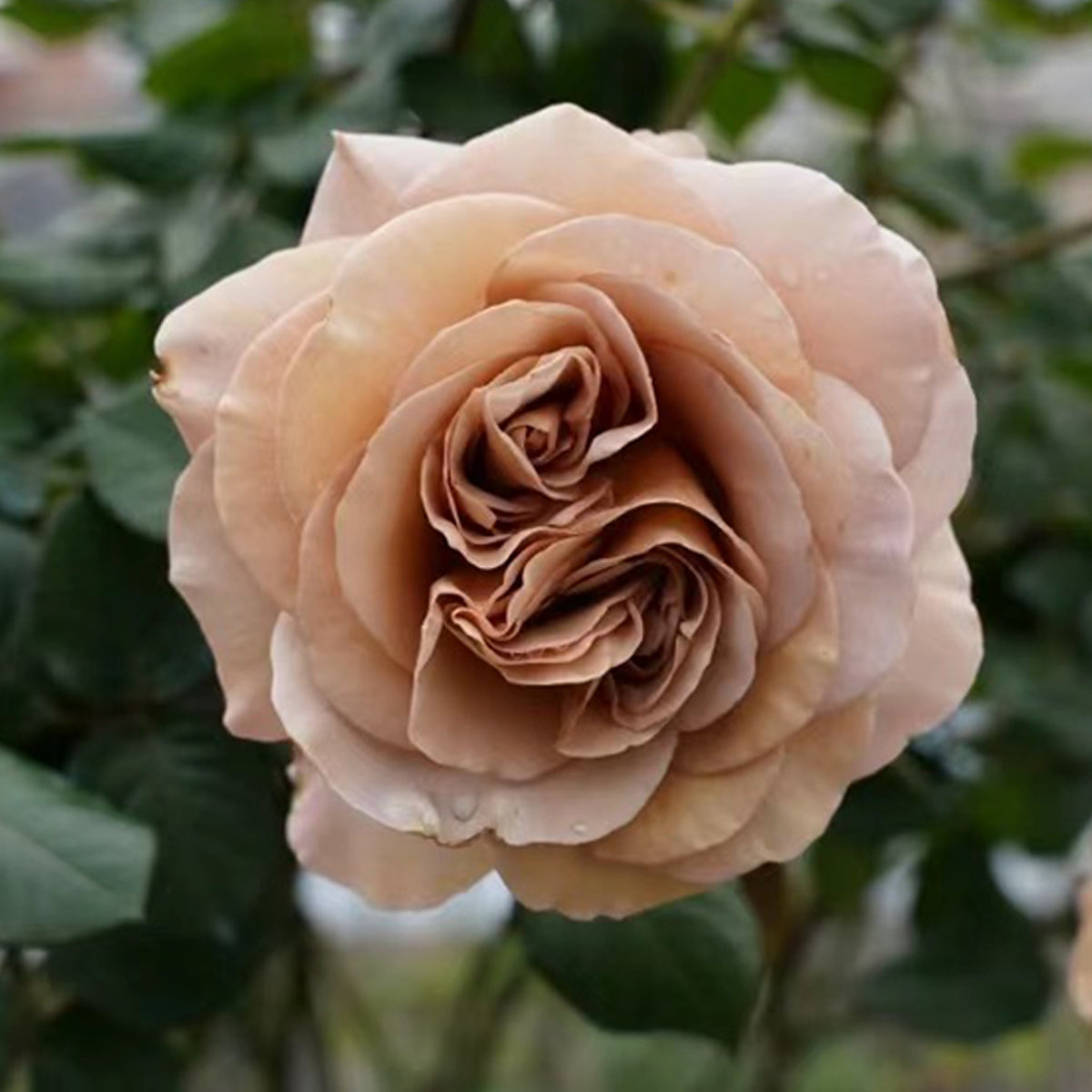 Cafe Latte Dutch Florist Shrub Rose – Highgarden Roses