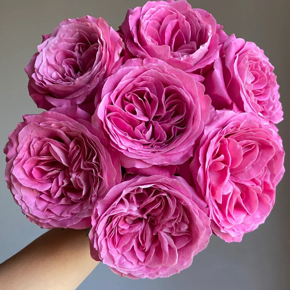 All 4 Love Dutch Florist Shrub Rose – Highgarden Roses