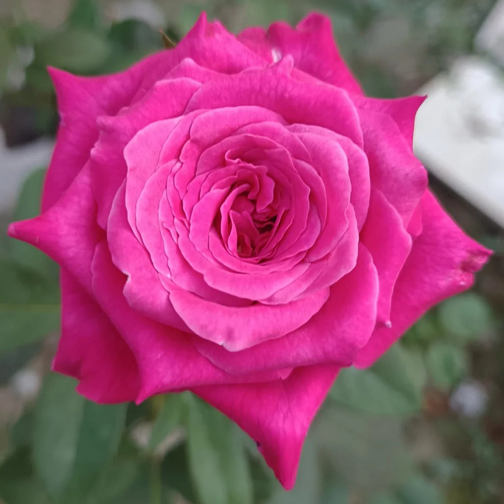 All 4 Love Dutch Florist Shrub Rose – Highgarden Roses