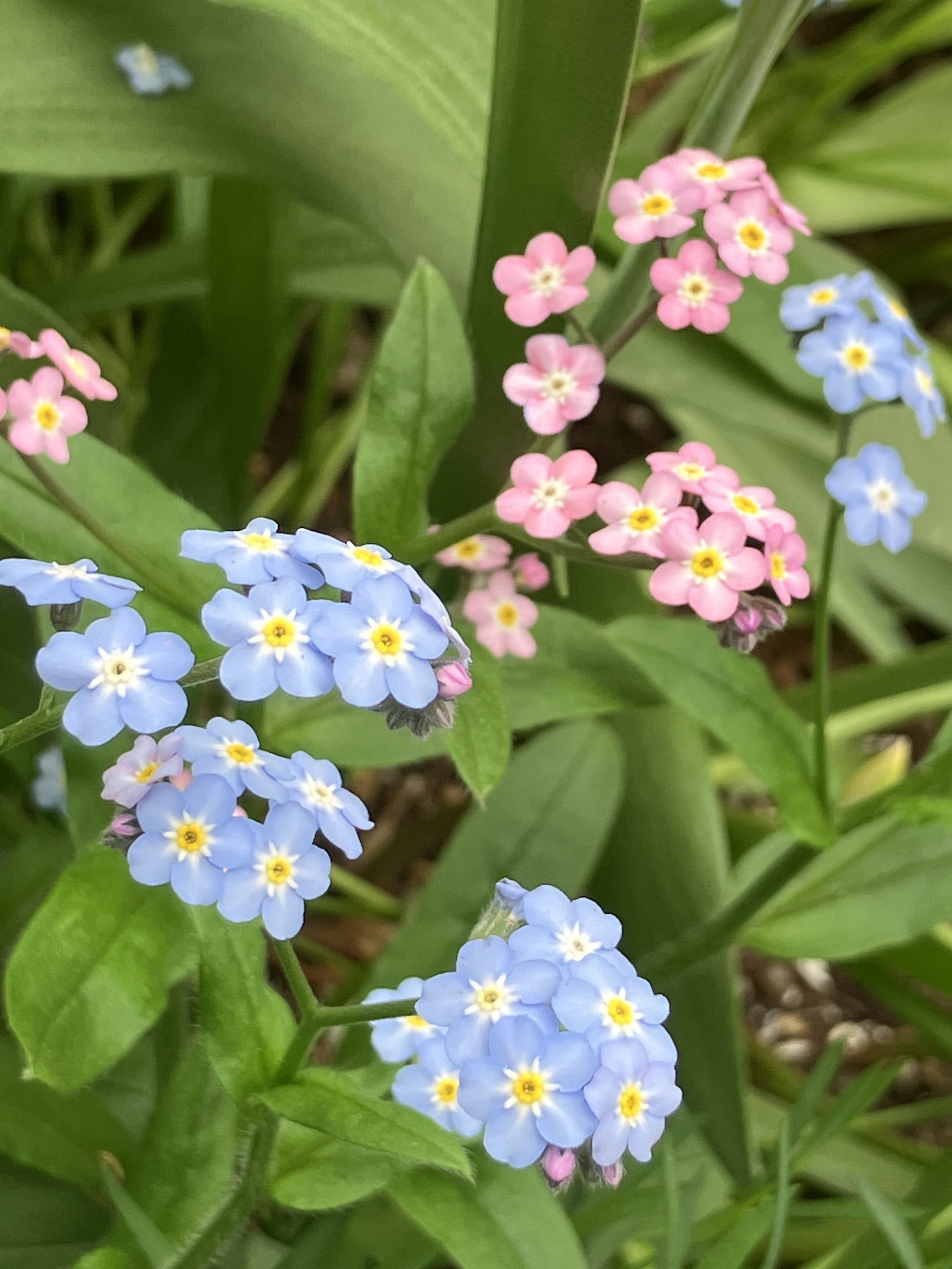 勿忘草/わすれな草Summer04/24 | 小さな日陰の庭から