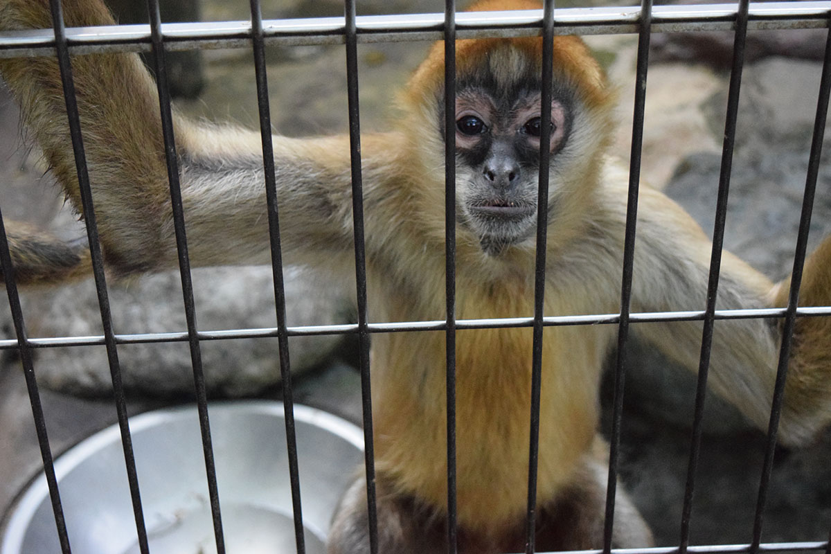 ジェフロイクモザル - 平川動物公園公式サイト