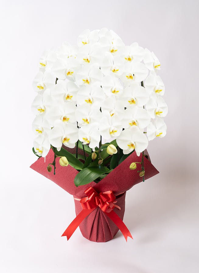 胡蝶蘭大輪 白 3本立ち 30輪〜35輪前後 | 胡蝶蘭ならHitoHana(ひとはな)