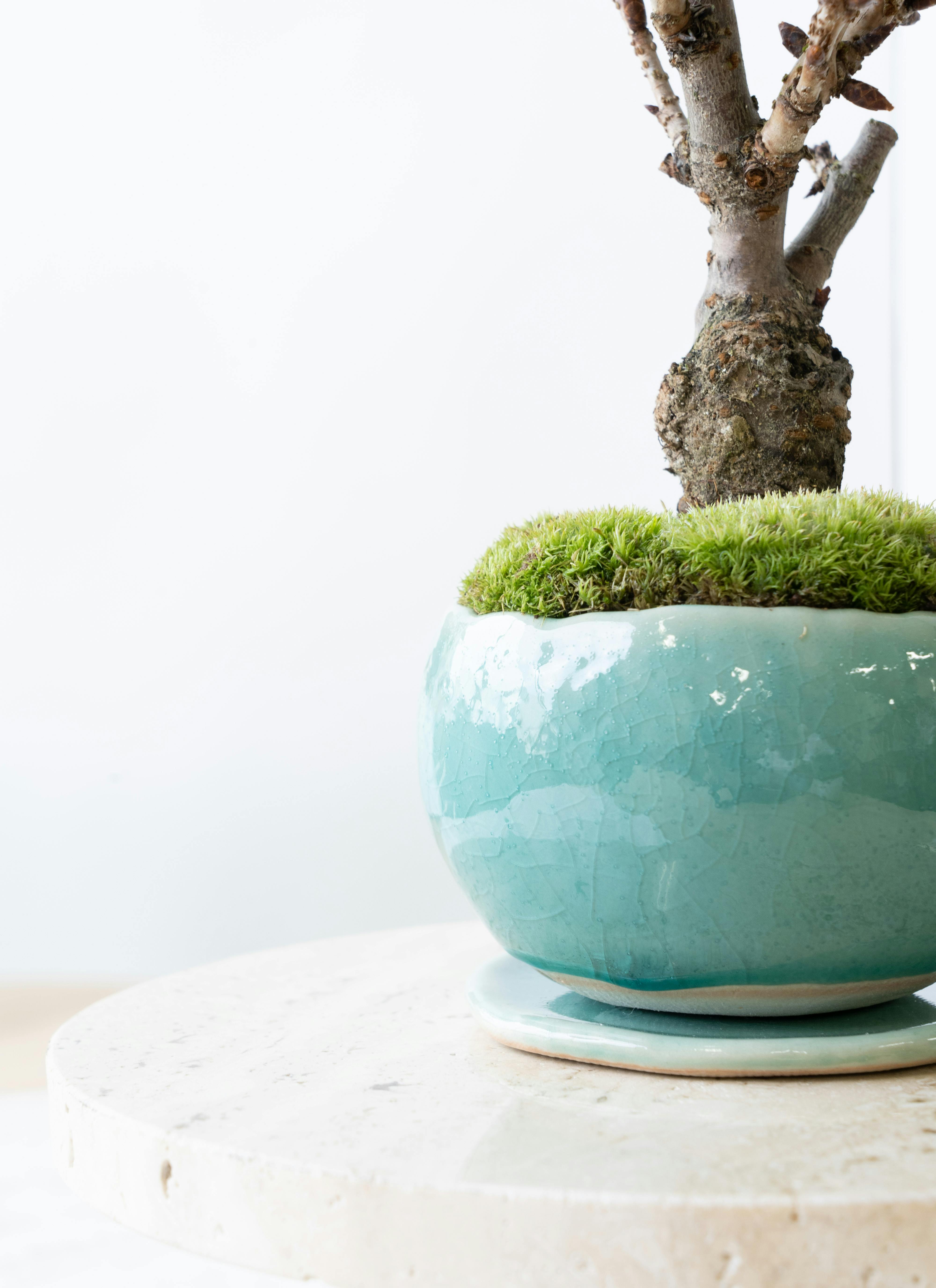 陶翠盆栽鉢 新品未使用品 緑釉薬 長方形 陶翠盆栽鉢 新品未使用品 緑