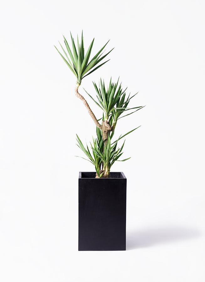 観葉植物 ユーカリ 10号 グニー セドナロング 墨 付き | 観葉植物なら