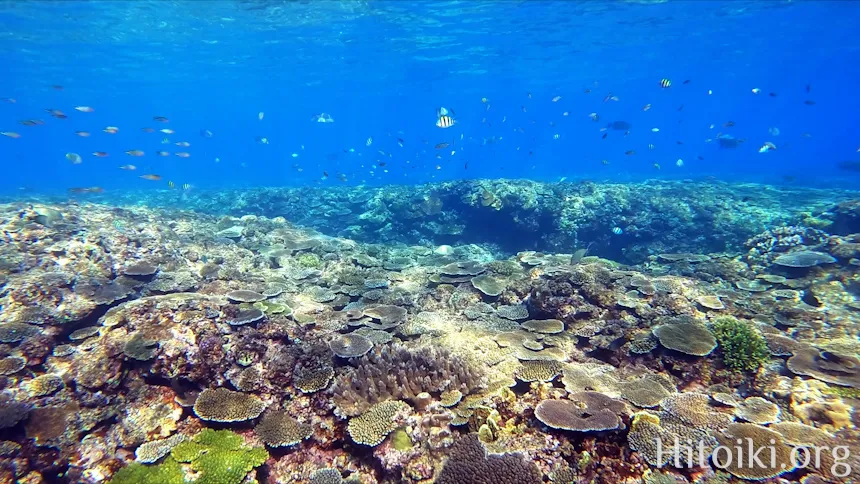 沖縄本島の人気シュノーケリング・ダイビングスポット「アダンビーチ