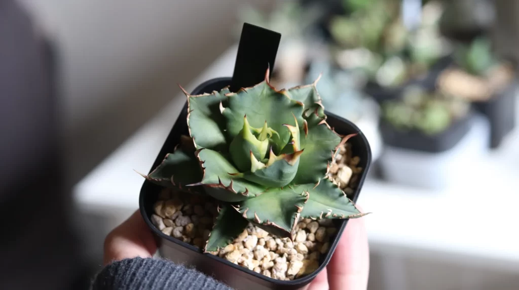 アガベと塊根植物におすすめのサーキュレーターはコレ！『keynice USB