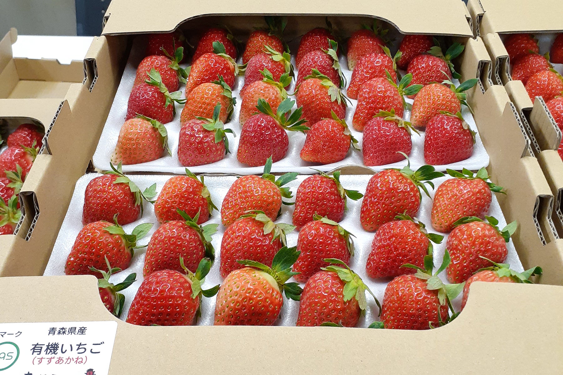 5月から11月に実る希少な有機JAS認証夏いちご「月見野いちご」