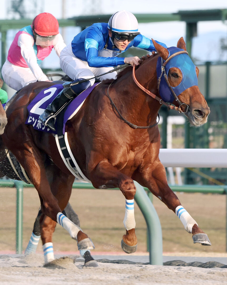 半年で約100キロ増」馬体がすごいと話題のレモンポップが種牡馬に