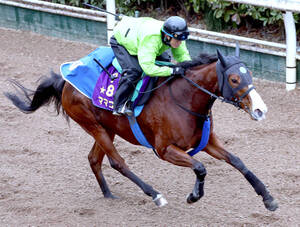安田記念、マイルCS優勝のノースフライトが天国へ 28歳 - UMATOKU