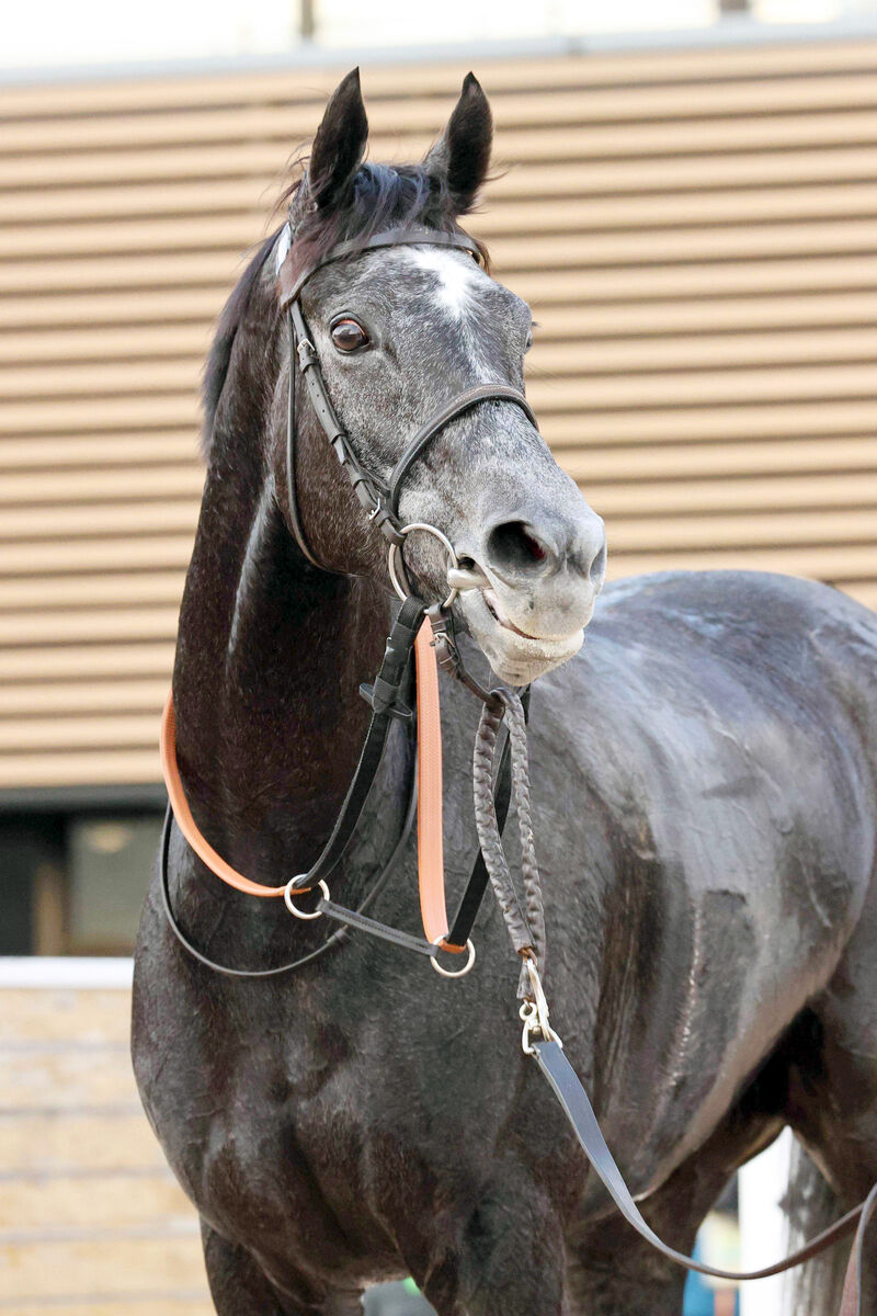 有馬記念】ラストランのクロノジェネシスが日曜追い 斉藤崇調教師