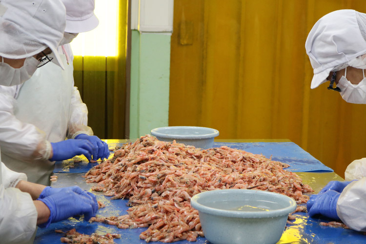 業務用商品のご案内（えび・メヒカリ・真ダコ・ニギス等）｜有限会社