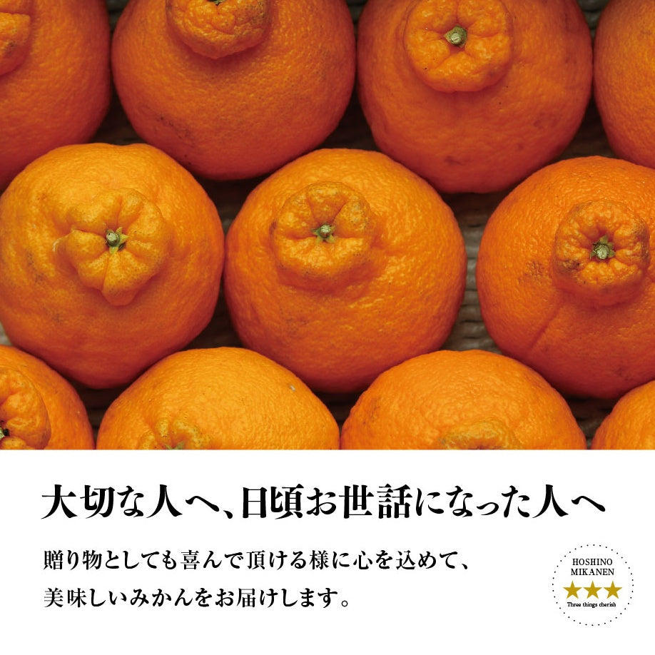星乃デコ【木成り完熟みかん/不知火】3.5kg – 星乃柑園