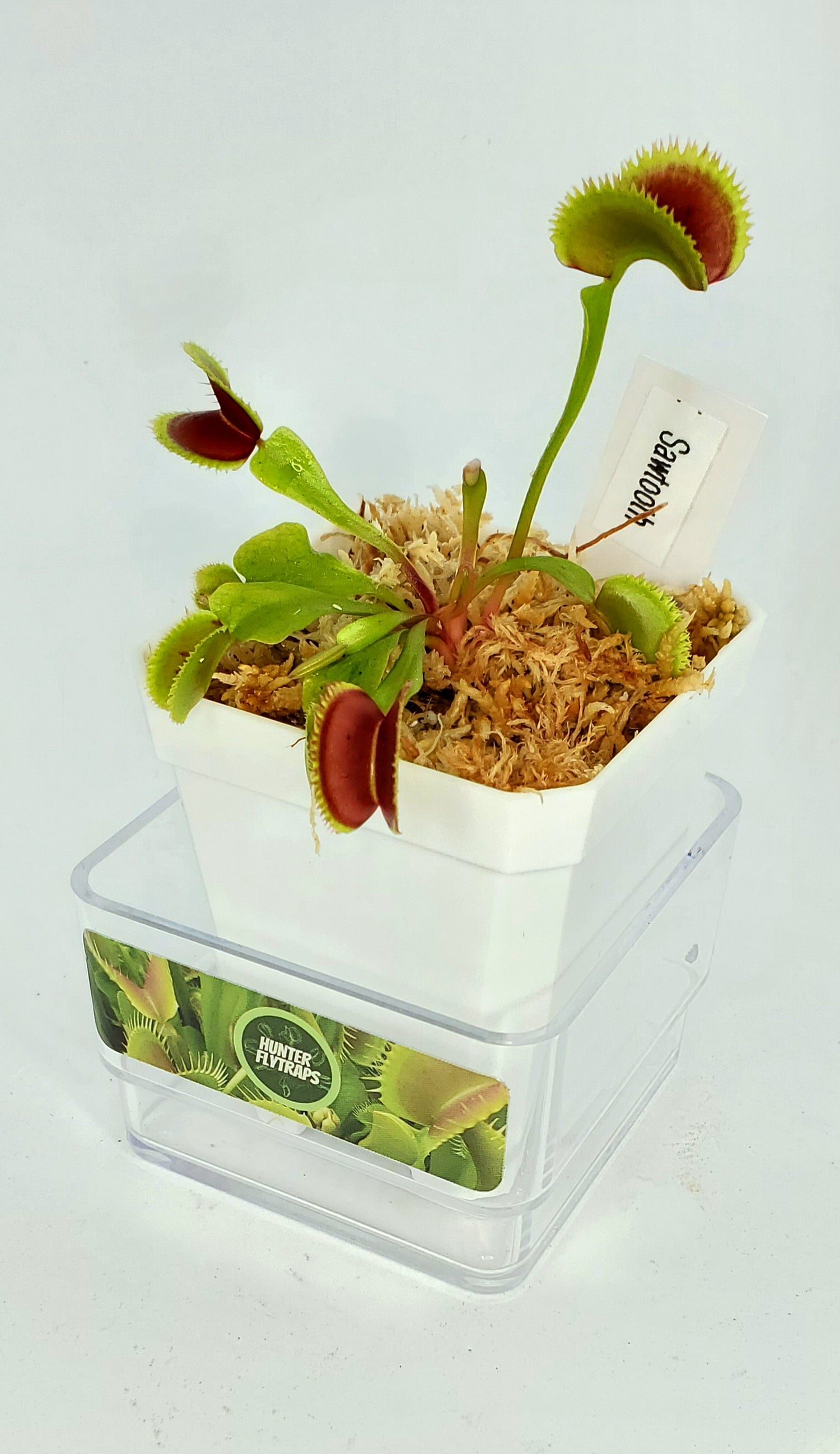Sawtooth - Venus Flytrap Carnivorous Plant – Hunter Flytraps