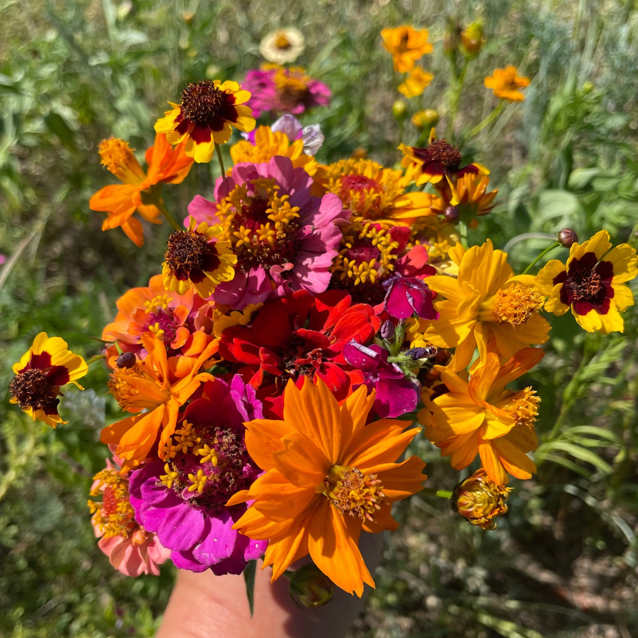 Bird Lover's Meadow Mix Seed Shaker | Hudson Valley Seed Company