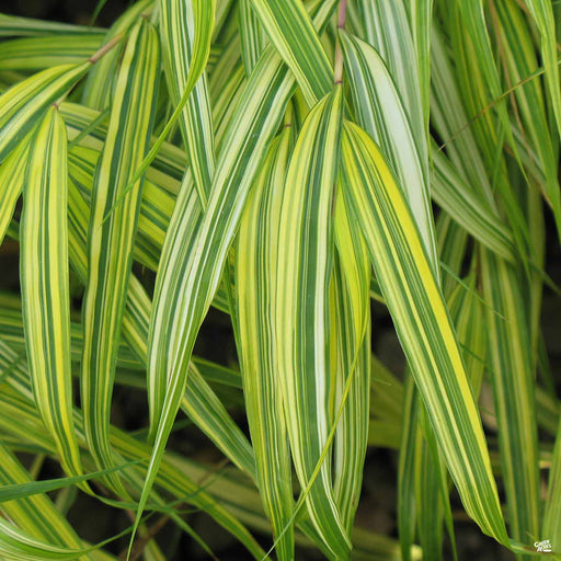 Japanese Forest Grass 'Aureola' — Green Acres Nursery & Supply