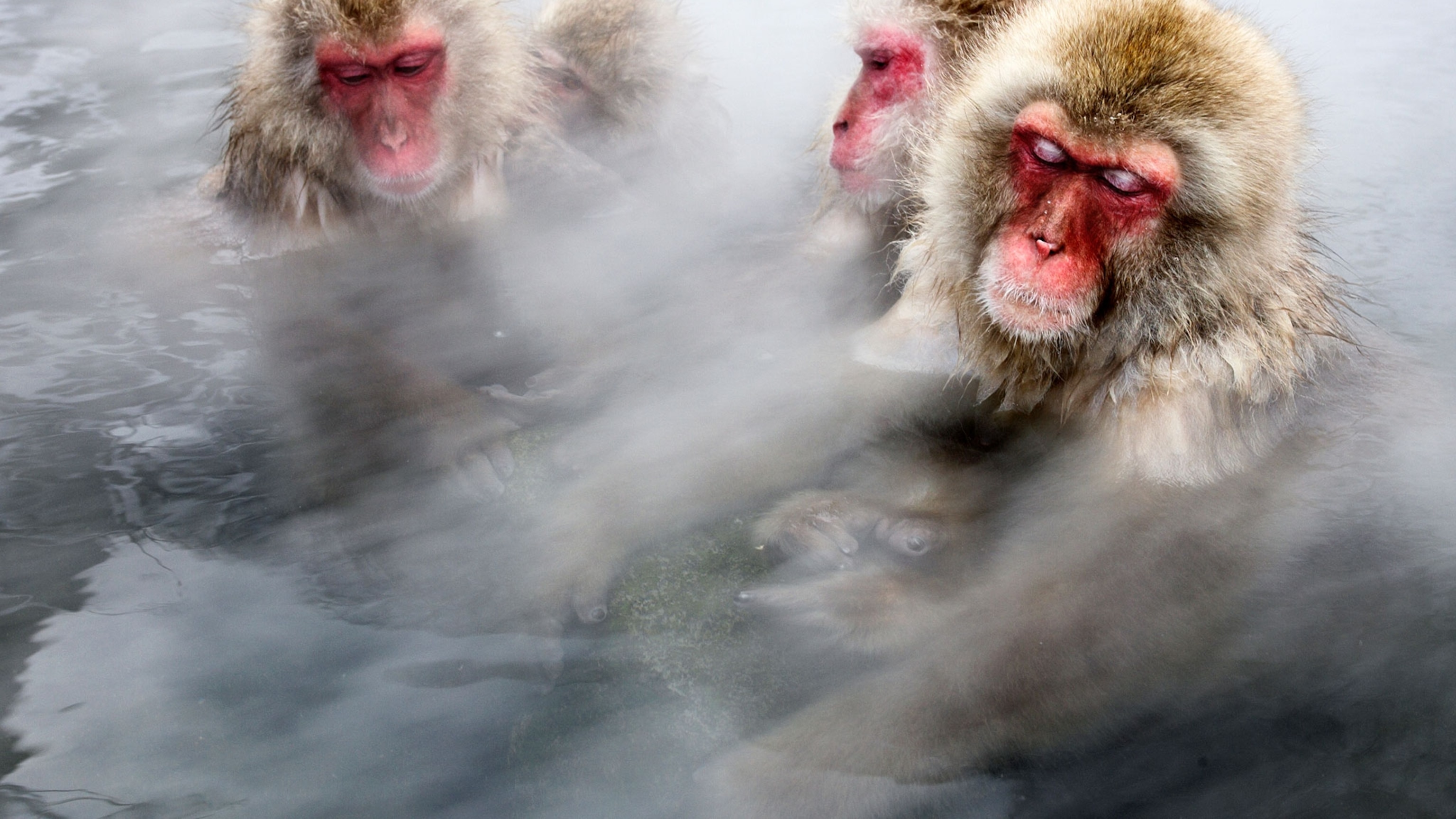 Japanese Snow Monkeys Get Stress Relief, Warmth in Hot Springs