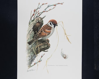 スズメの版画、ヴィンテージ鳥類学リトグラフ、1960年代の野生動物