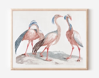 スズメの版画、ヴィンテージ鳥類学リトグラフ、1960年代の野生動物