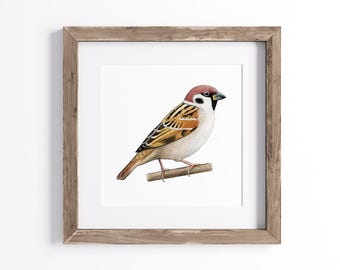 スズメの版画、ヴィンテージ鳥類学リトグラフ、1960年代の野生動物