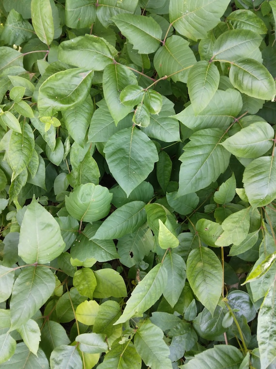 16 Inch Long Fresh Harvested Poison Ivy Root - Etsy